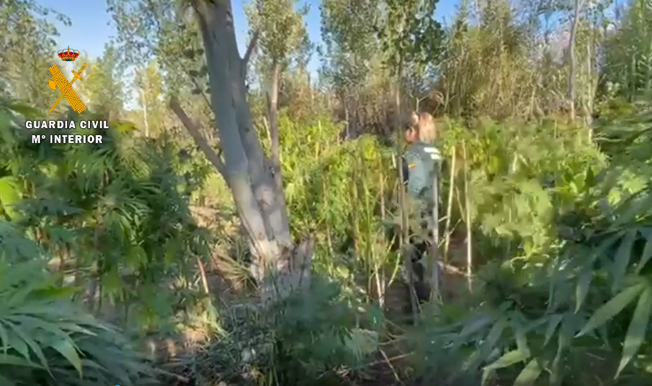 PLANTACION HUESCA
