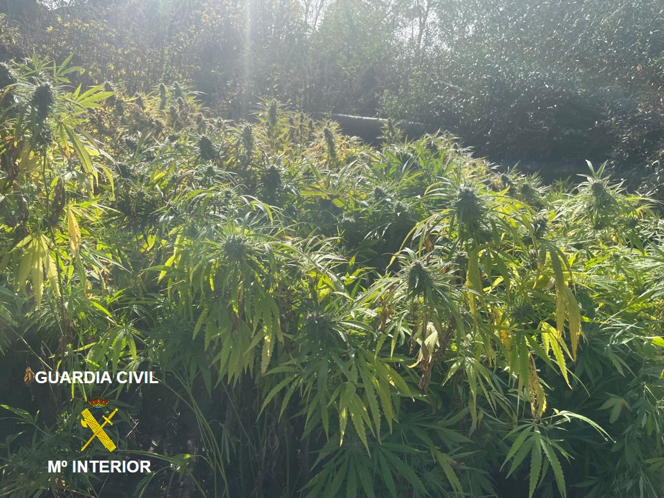 PLANTACIÓN CANNABIS