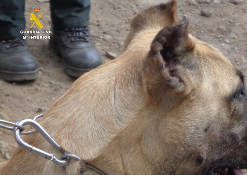 Perro orejas intervenidas
