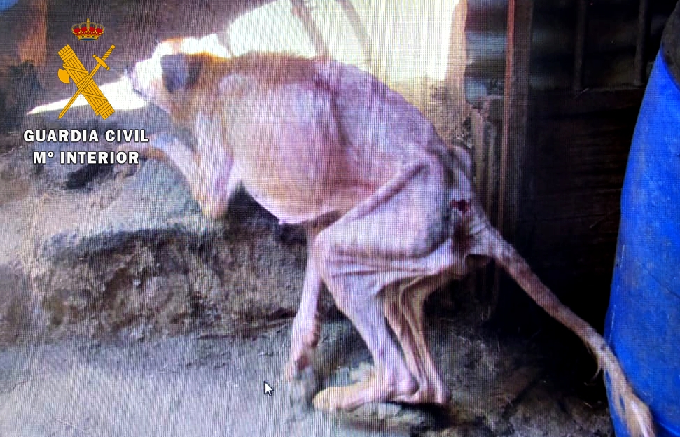 Perro maltratado 2