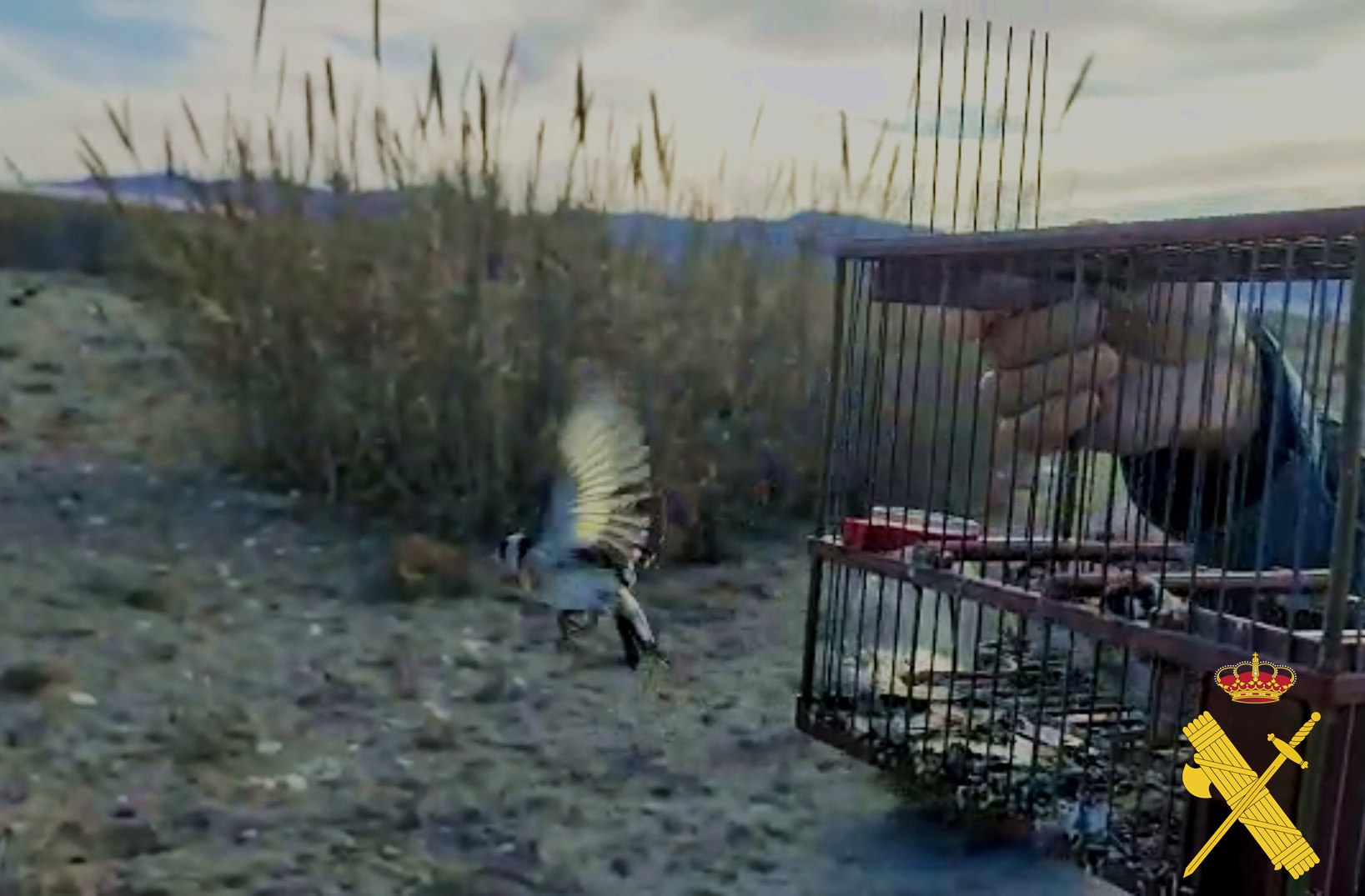 Photo 2 captura ilegal aves