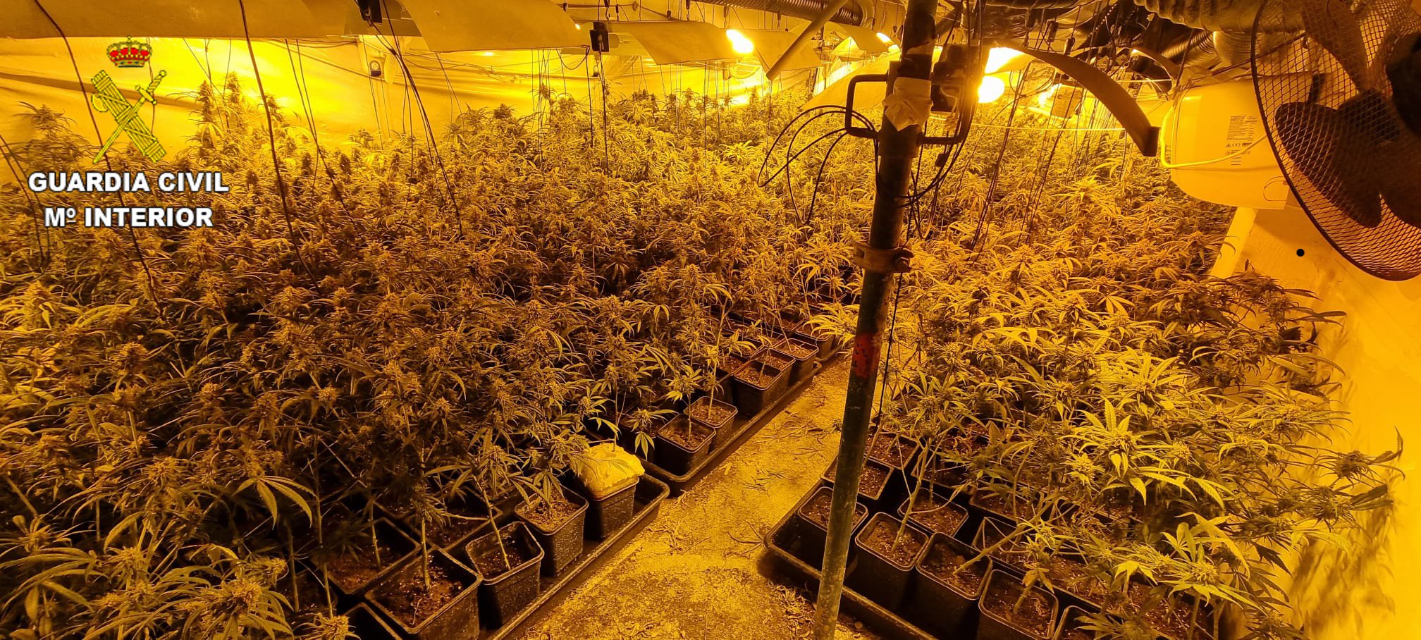 Plantacion