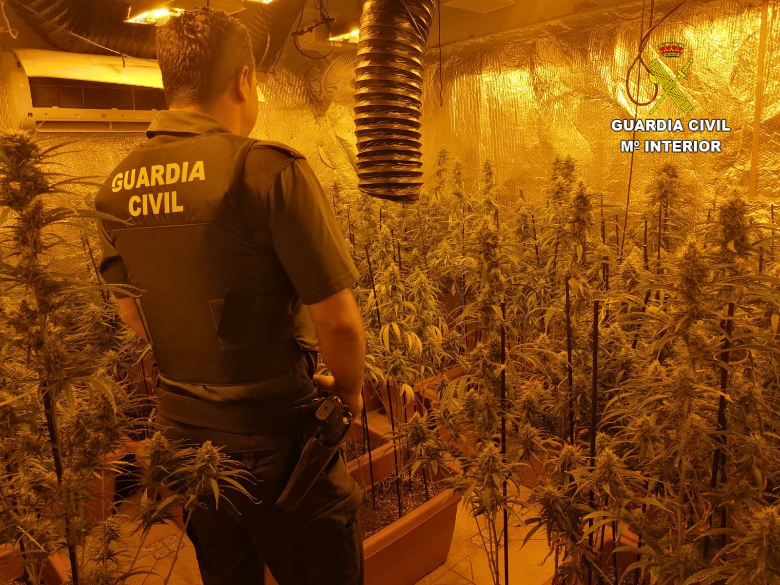 Plantación de marihuana Los Navalucillos