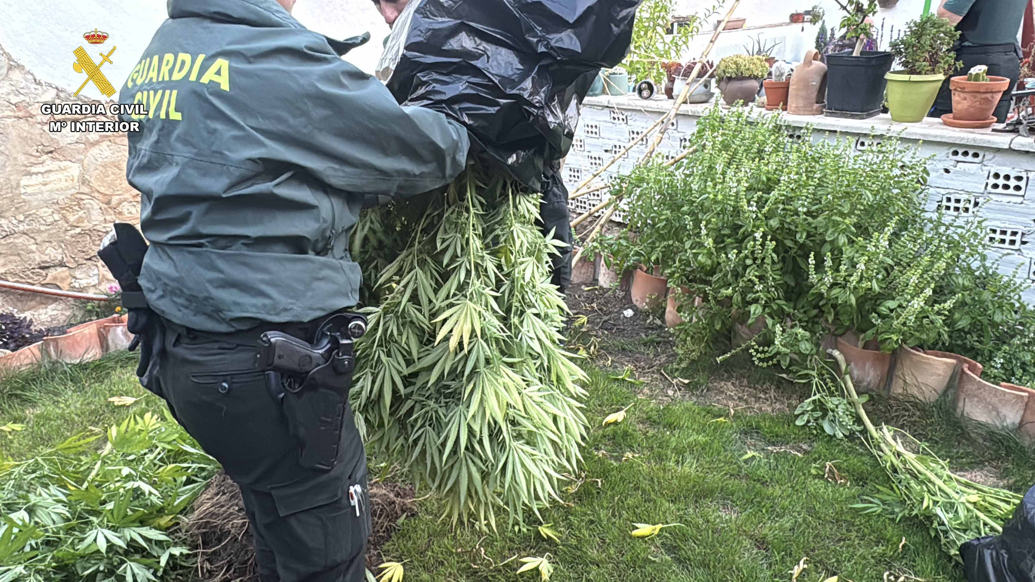 Plantación marihuana arrubal 10