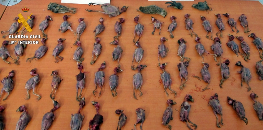 Pájaros capturados