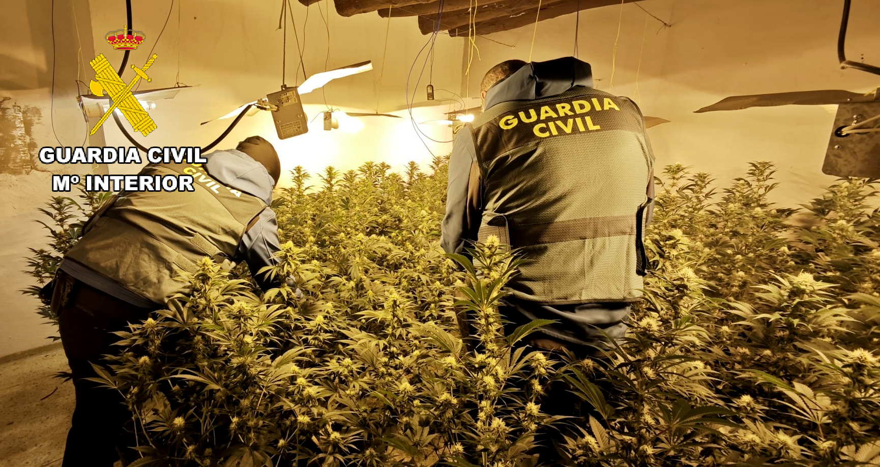 RIBERA ALTA MARIHUANA 3