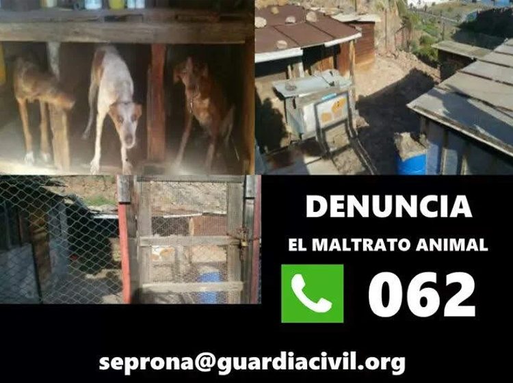 SEPRONA MALTRATO ANIMAL