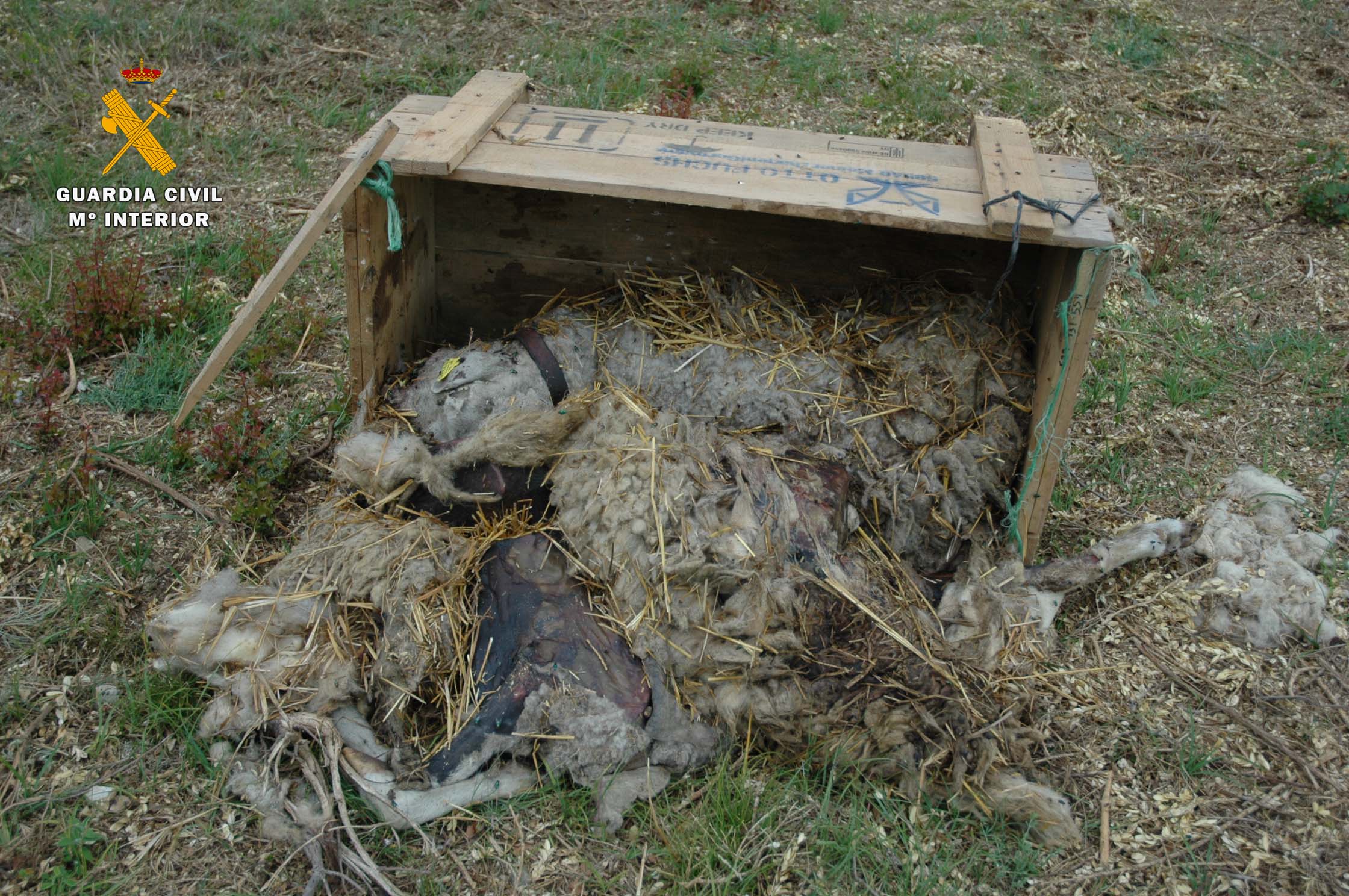 Seprona maltrato animal Galbárruli 5