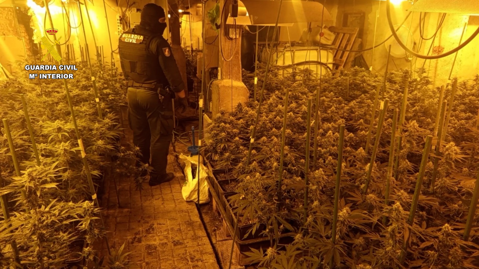 WhatsApp Image 2026 10 15 plantacion