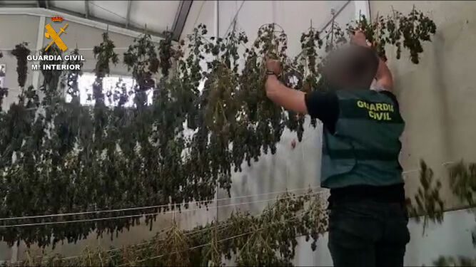 agente examina plantas nave industrial