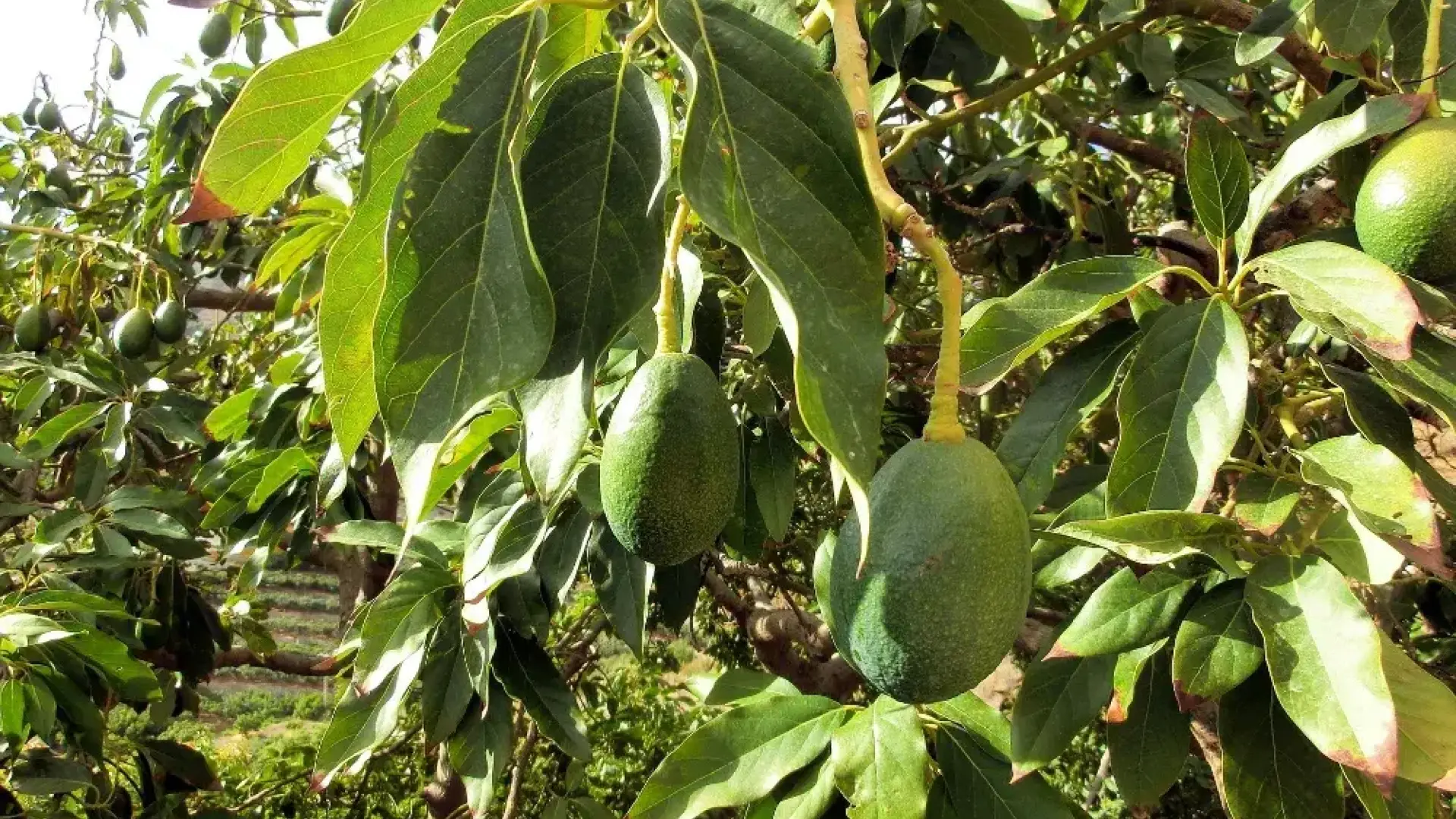 aguacates en canarias