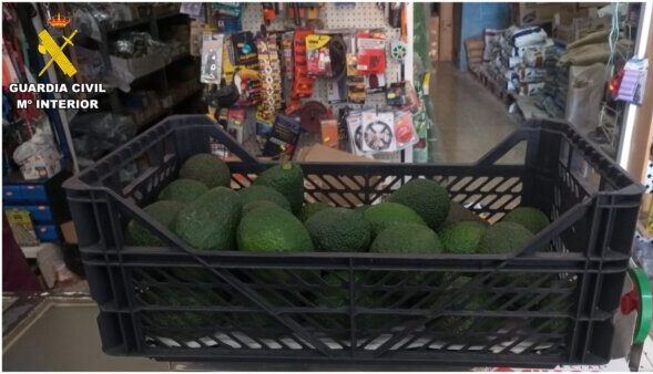 aguacates tenerife 100 kilos e1698929972815