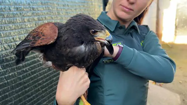 aguila harris la rioja