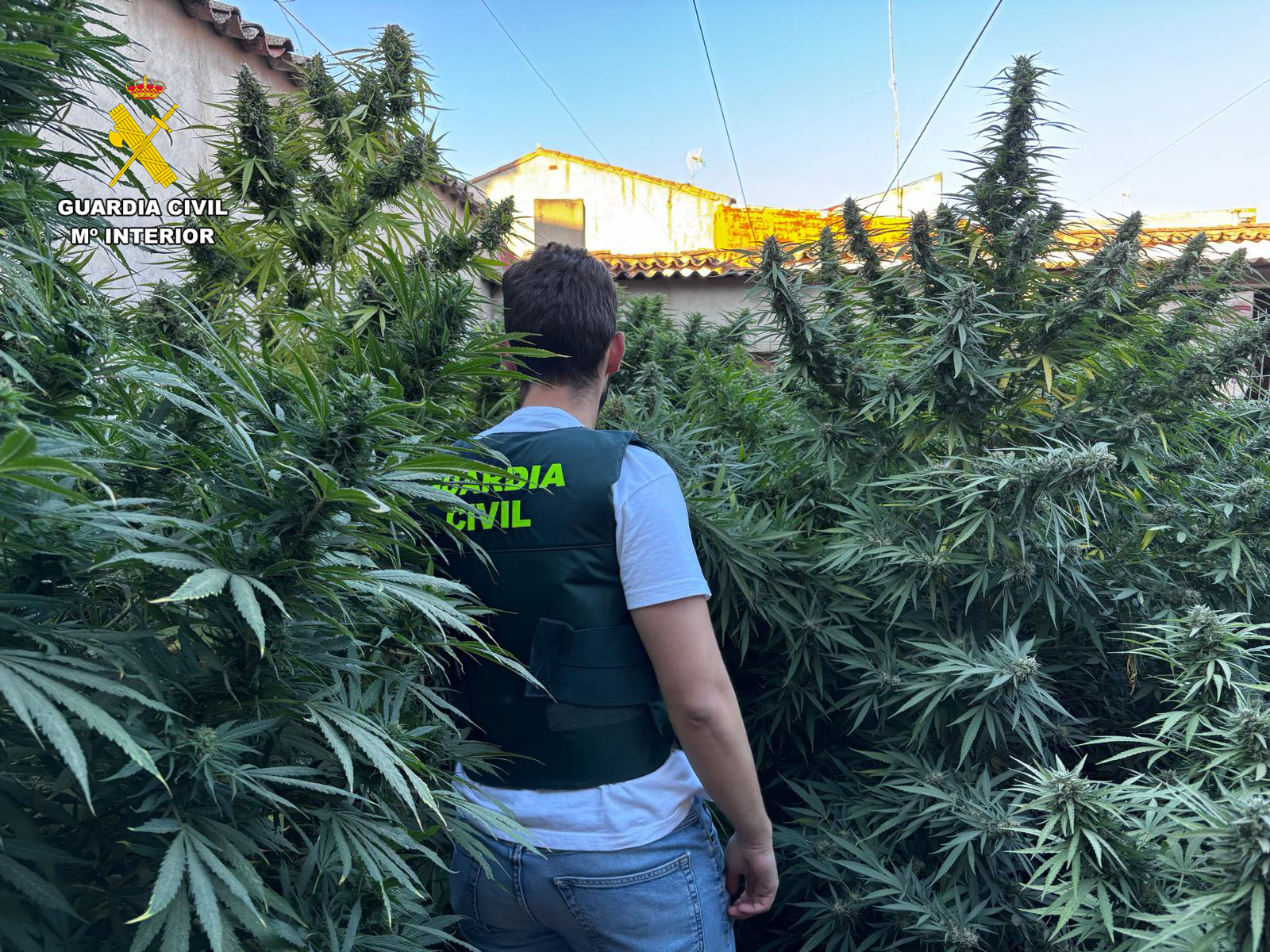 albacete plantacion 1