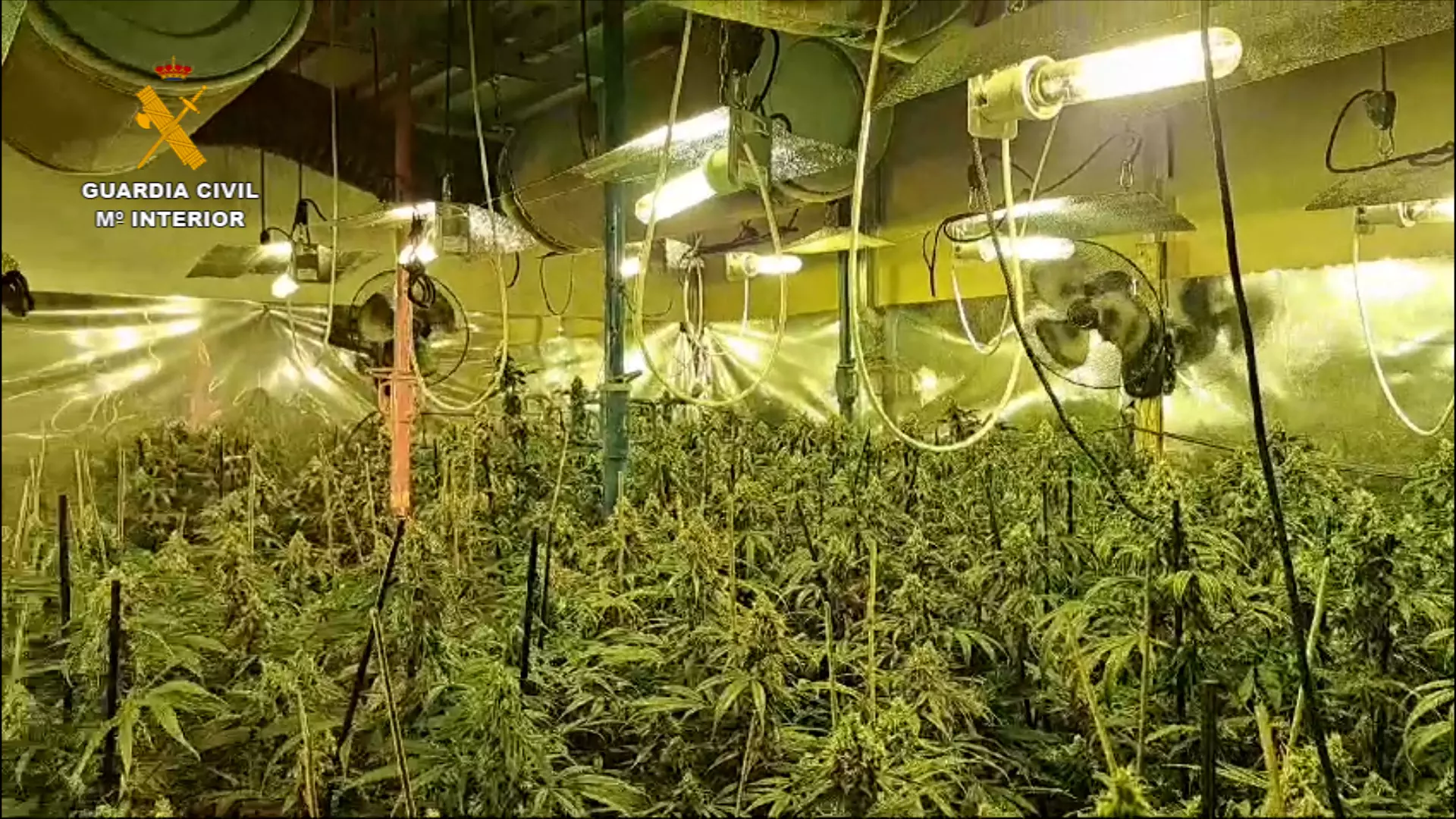 archivo marihuana plantacion