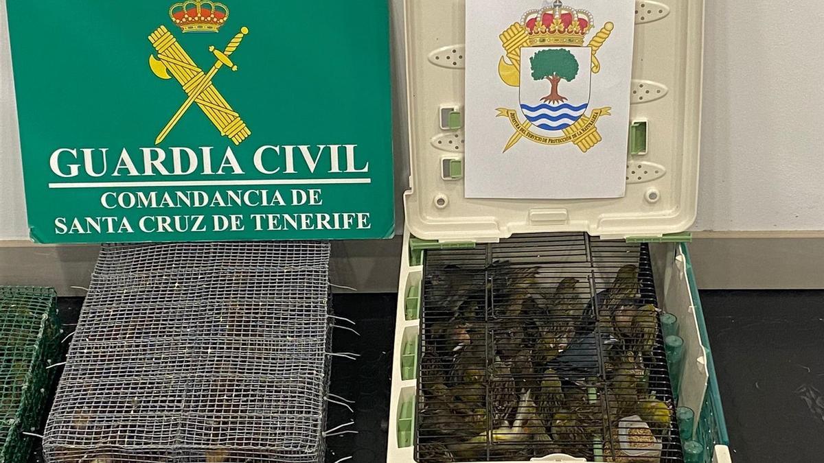 aves protegidas