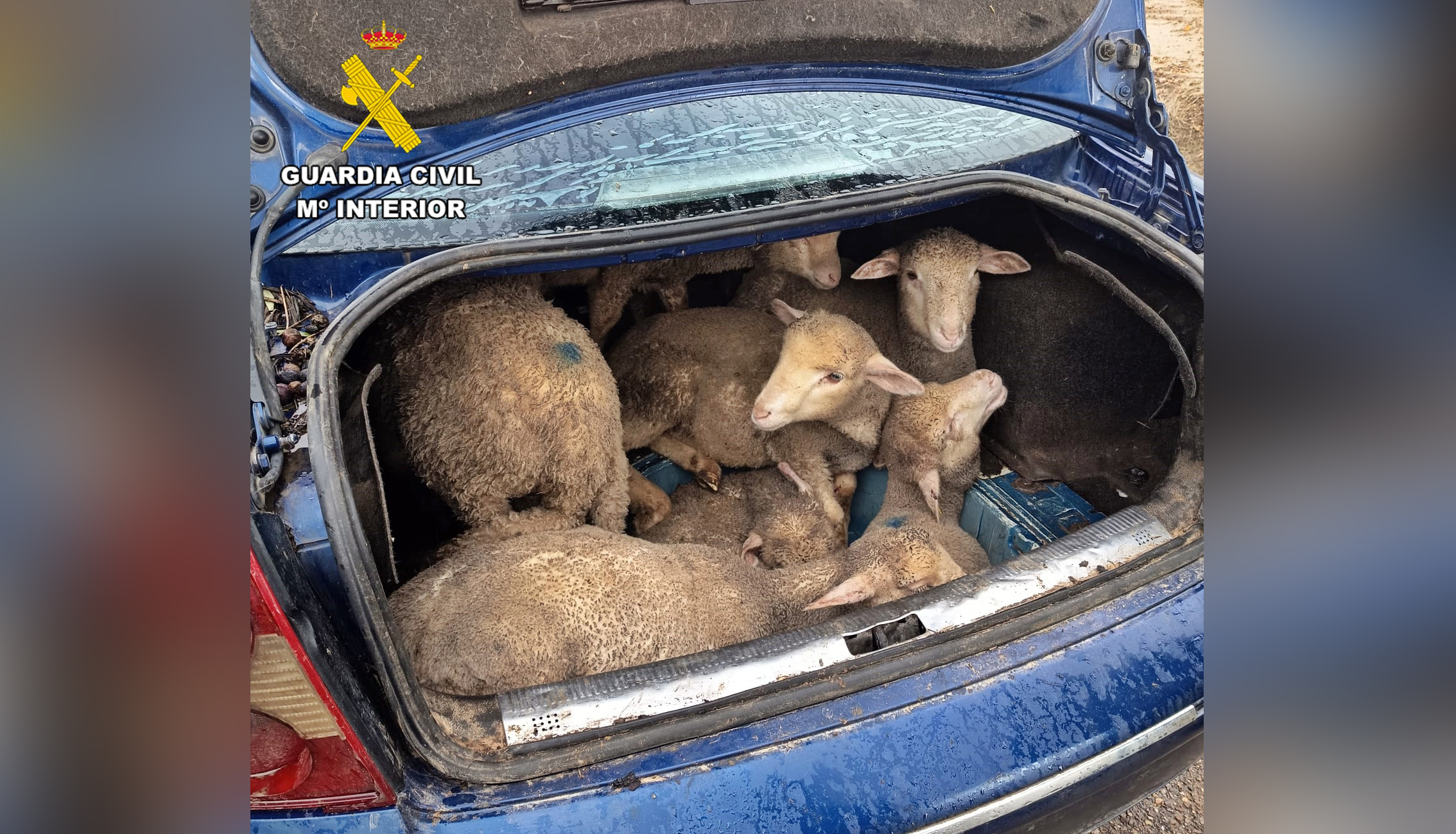 borregos sustraidos