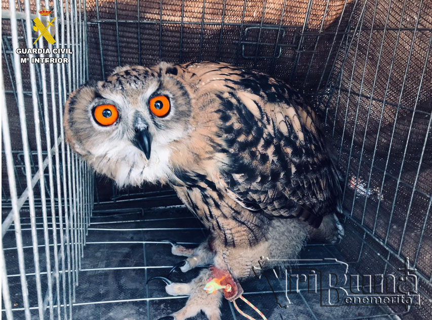 buho seprona