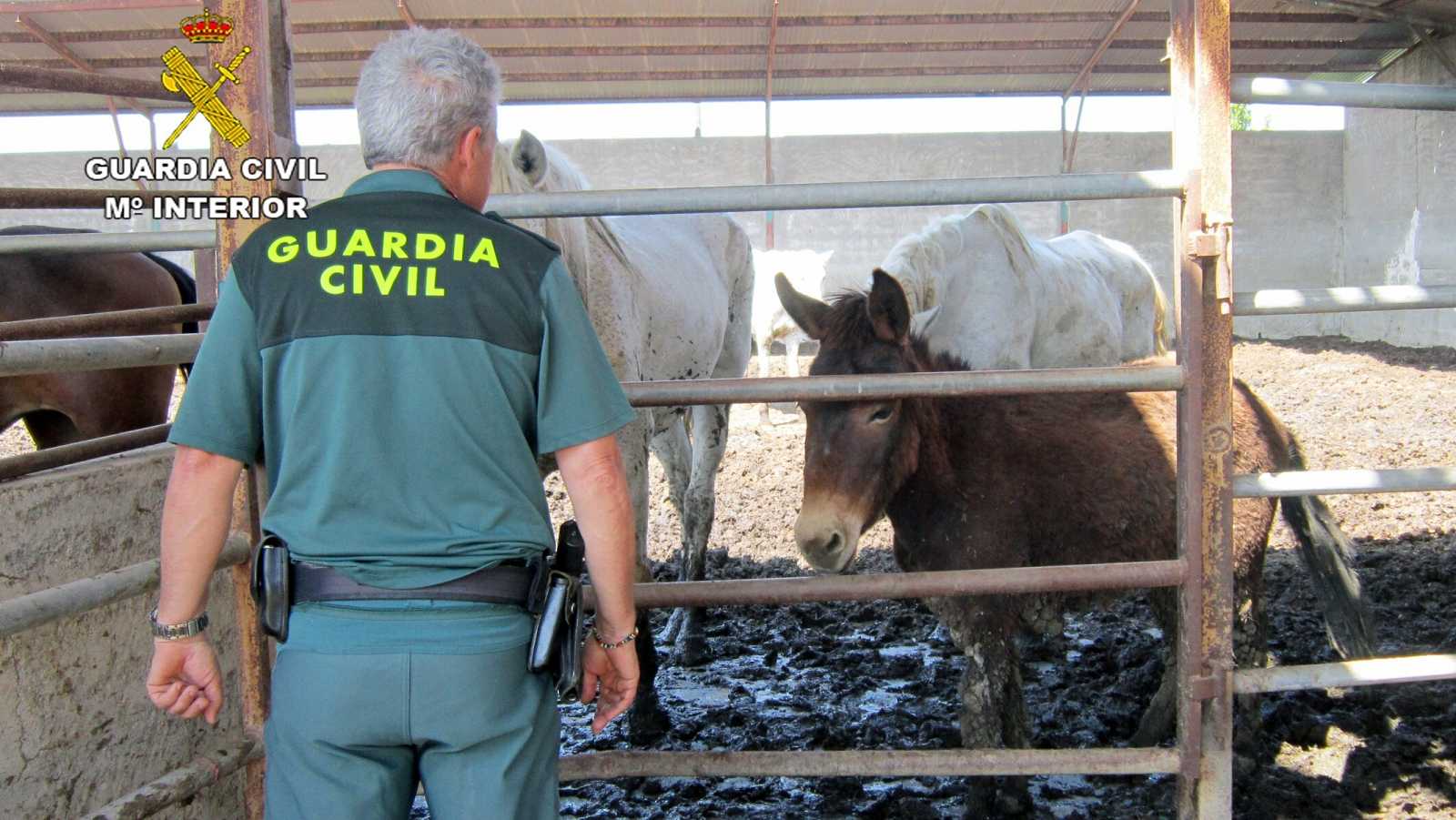 caballos en mal estado seprona