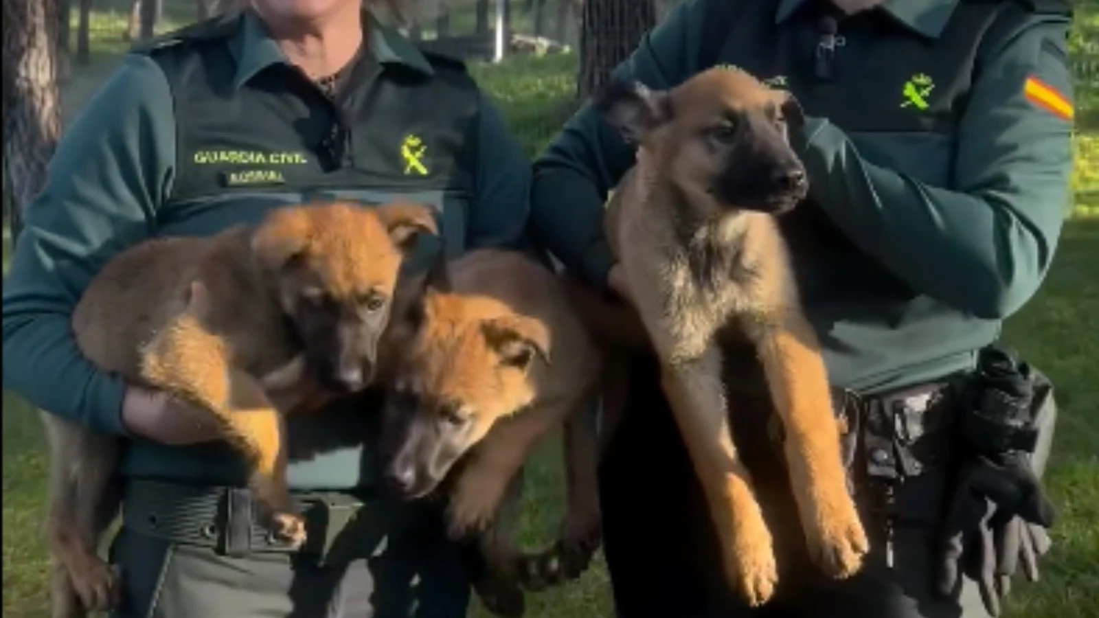 cachorros perros policia guardia civil 97