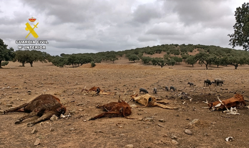 cadaveres ganado