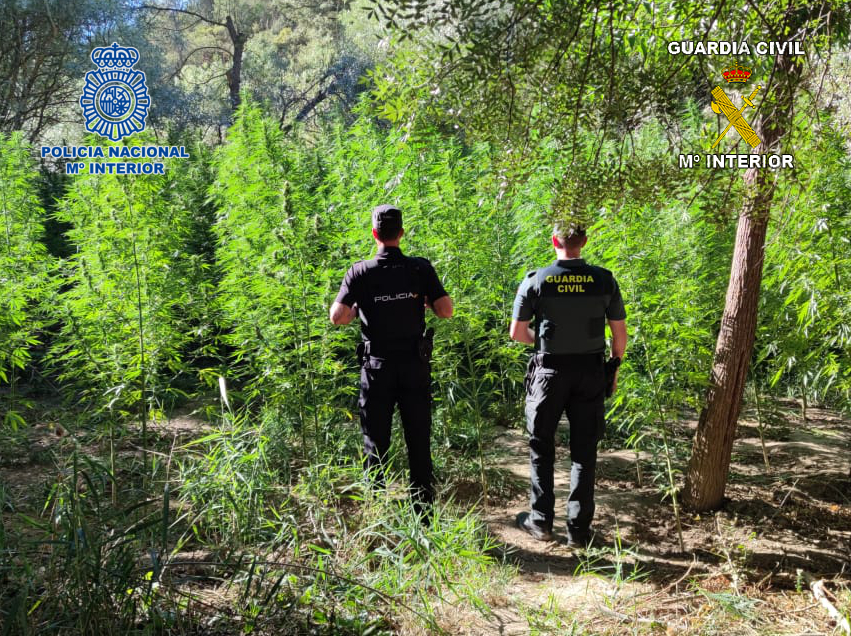 conjunta policia guardia civil plantacion