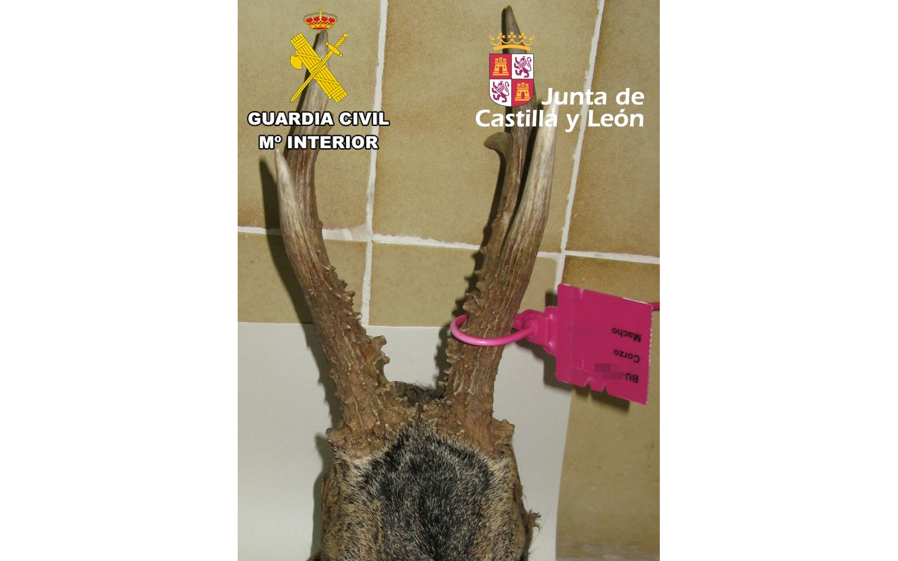corzo 1
