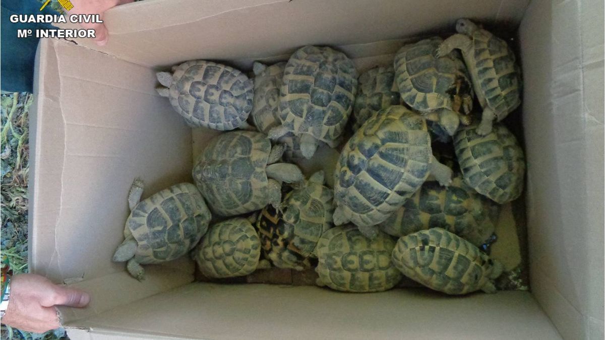 criadero tortugas