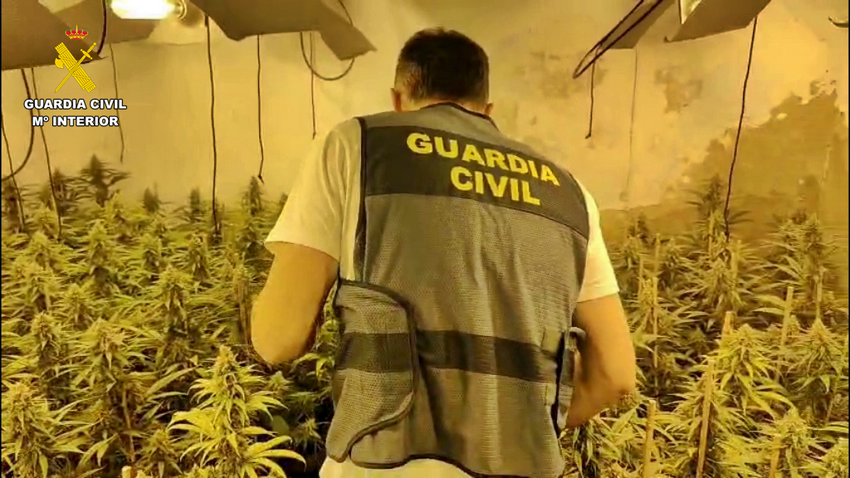 cultivo marihuana medio millar castuera 2