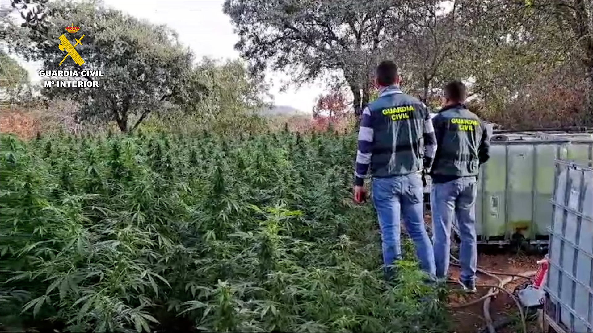foto1 plantacion badajoz