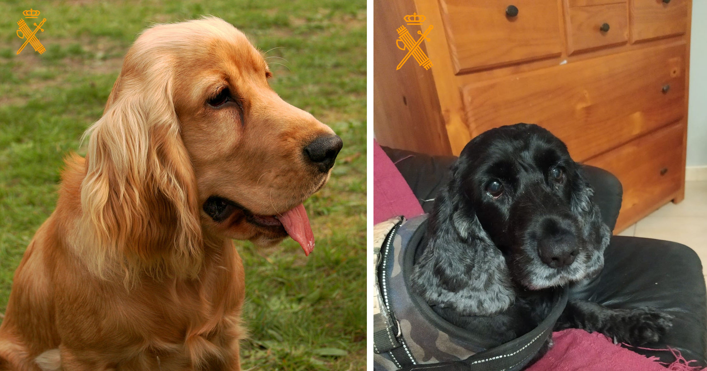 foto2 perros eutanasia