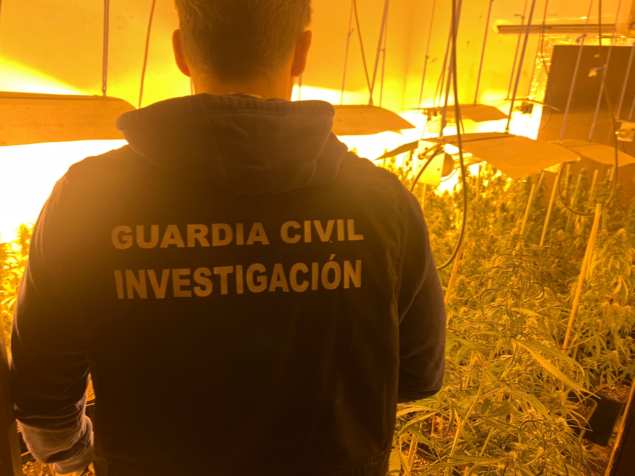 granada plantacion