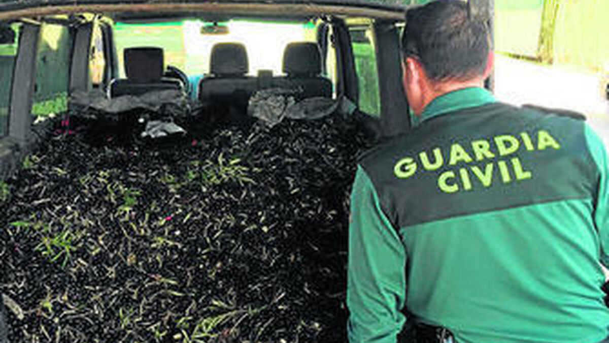 guardia civil aceituna aprehendida operaciones