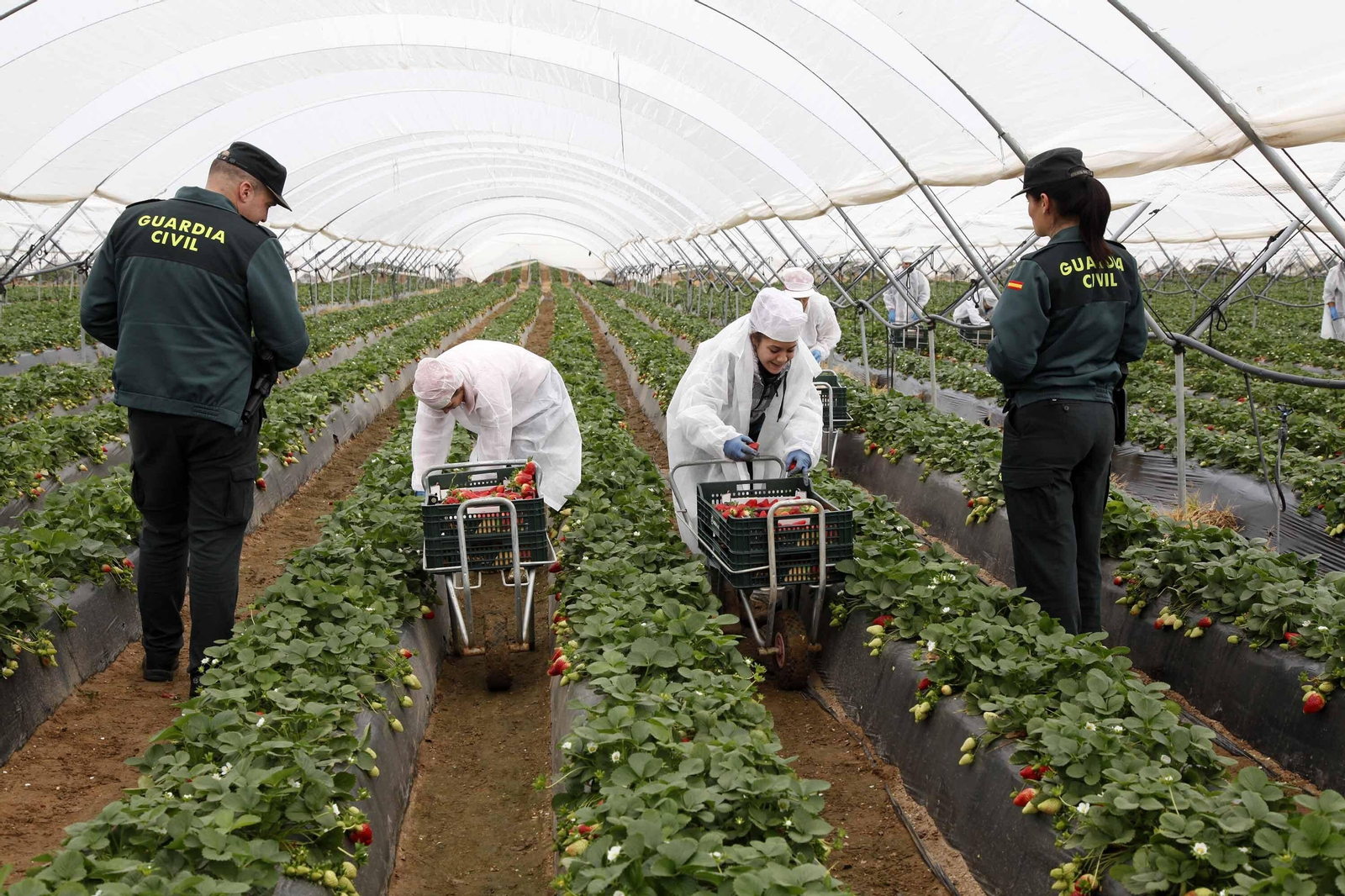 guardia civil campaña recogida frutos rojos