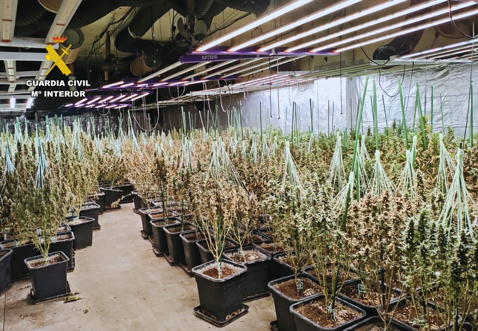 imagen plantacion zaragoza2