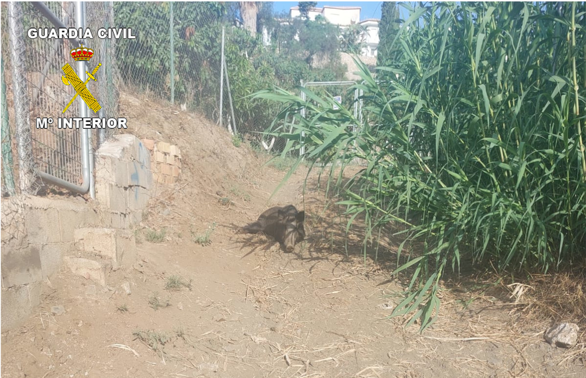 jabali atrapado lazo