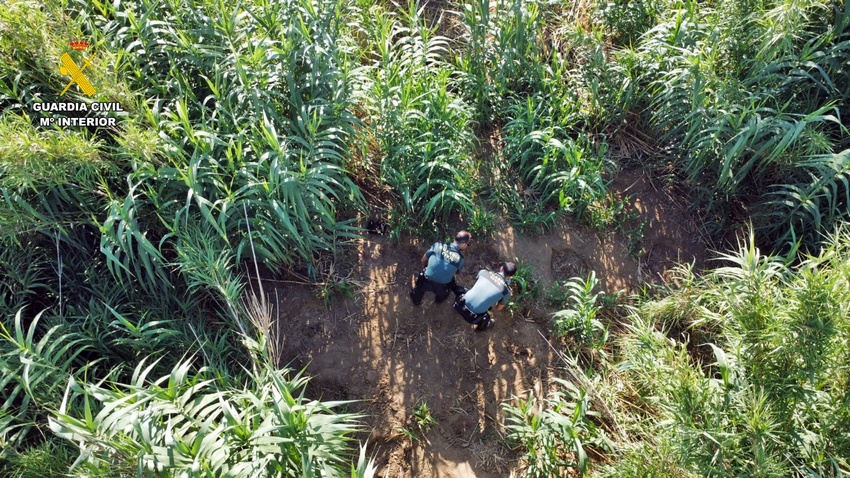 lugar ocultacion plantación 2