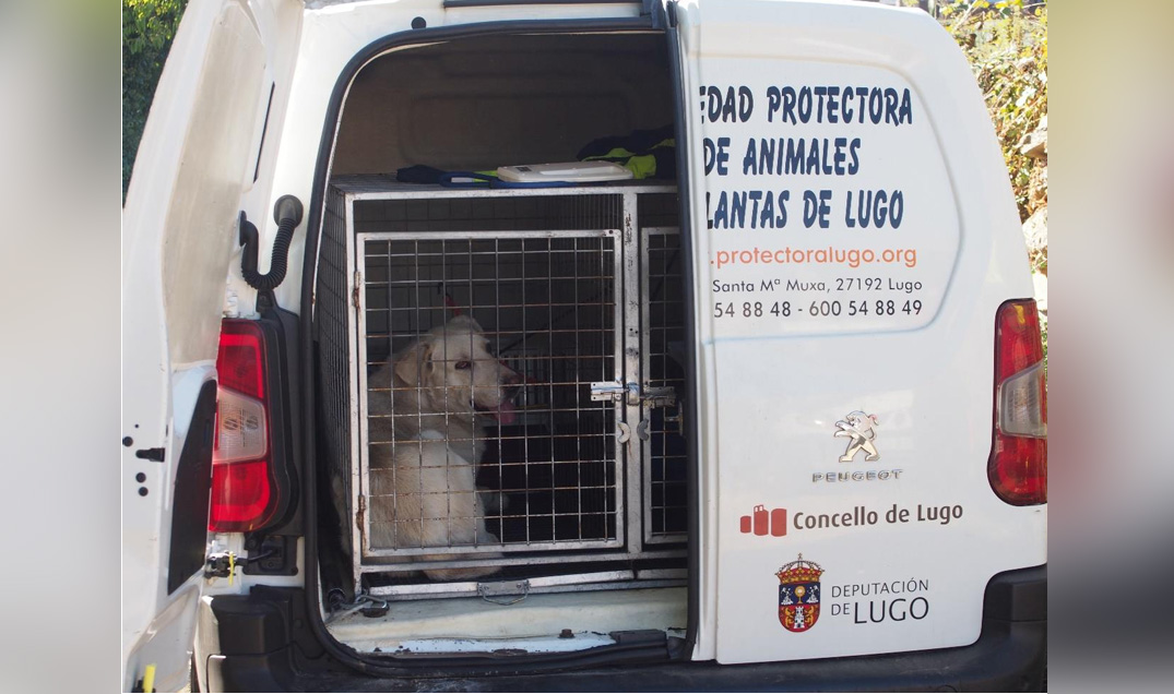 lugo perro sustraido