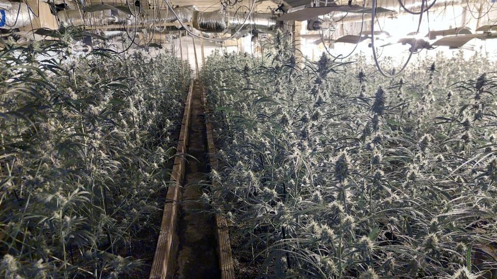 marihuana muga