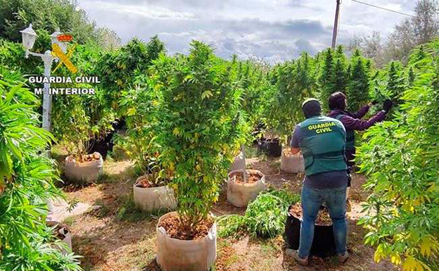 marihuanas valladolid plantacion