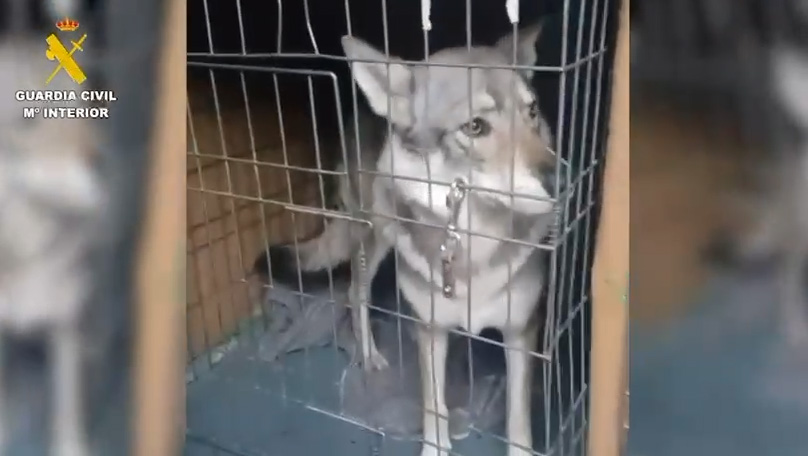 perros 03122025 madrid