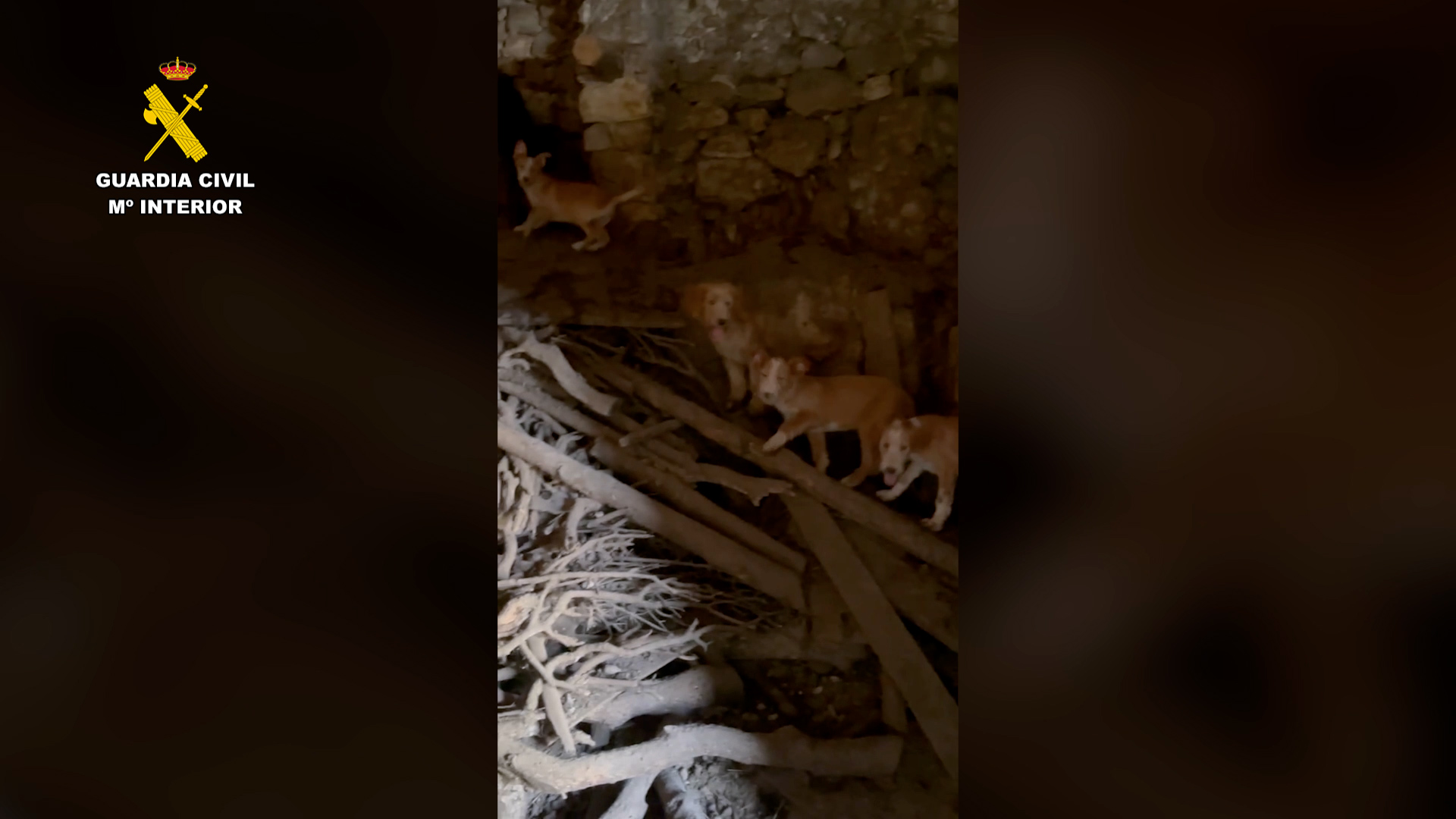 perros guadalajara editada FOTO 1