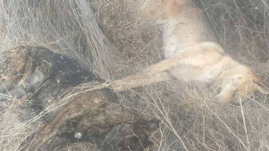 perros maltratados