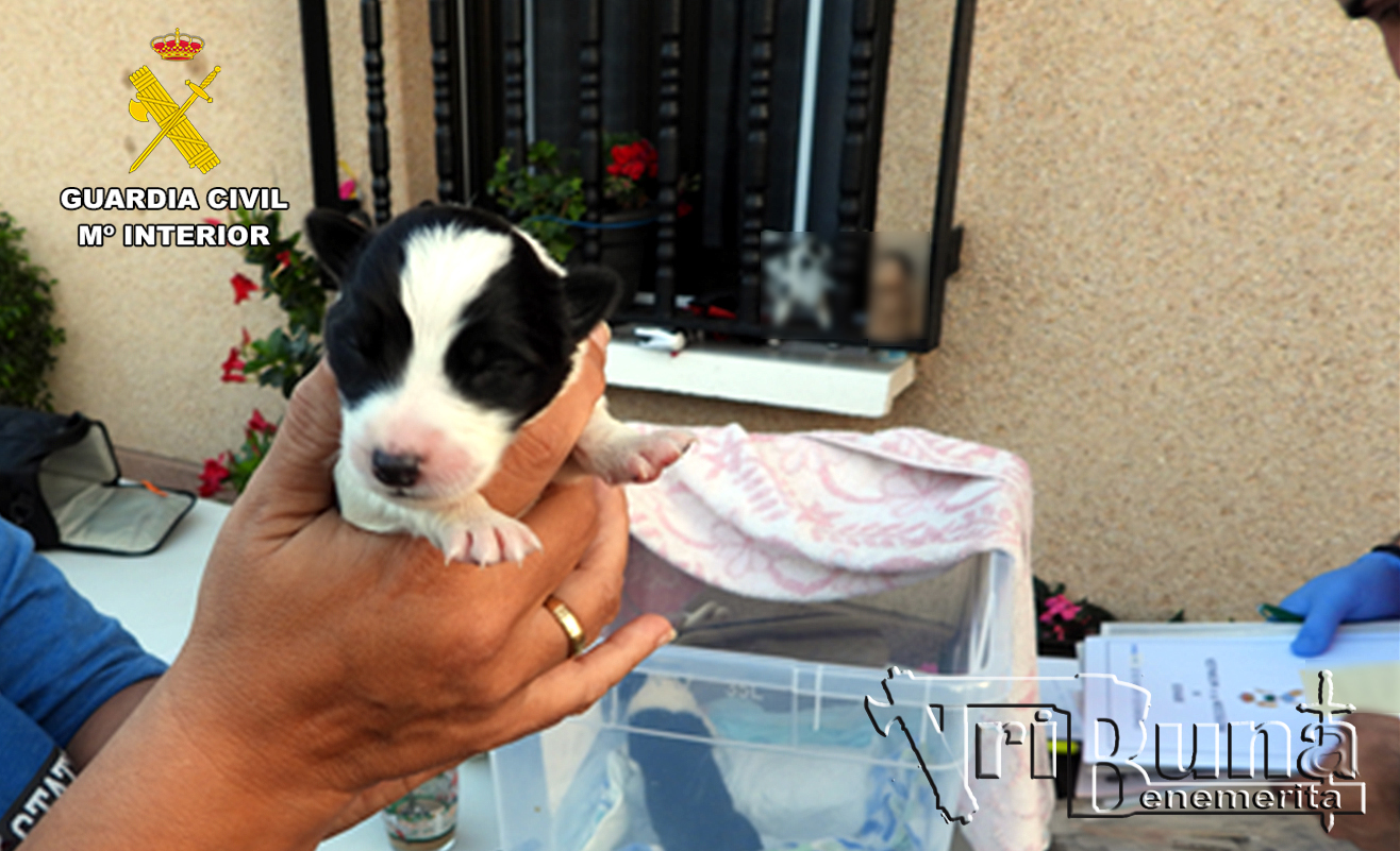 perros santiurde toranzo 1