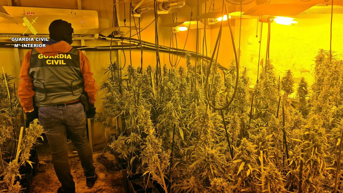 plantacion cadiz 11791