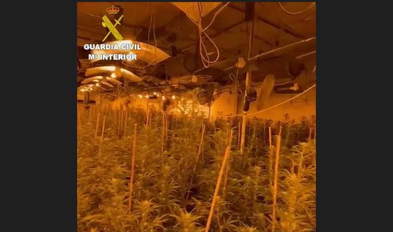 plantacion gc