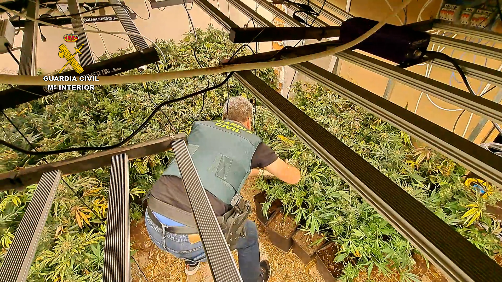 plantacion211123