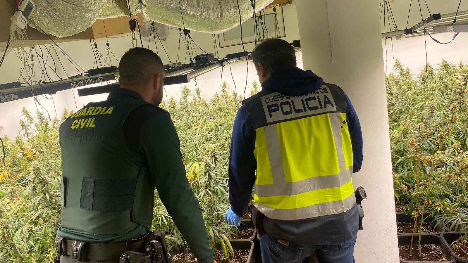 plantacion guardia civil policia nacional