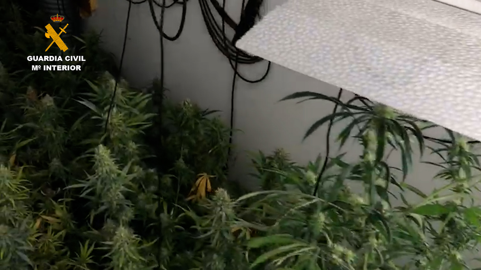 plantacion indoor bronos cadiz foto2