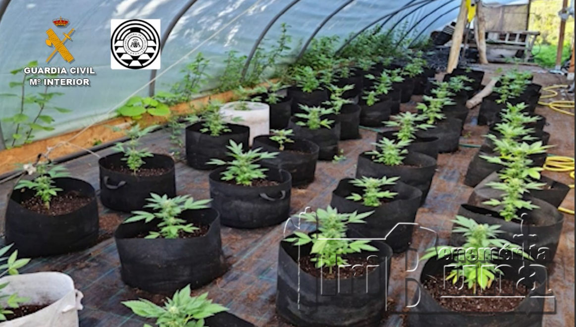 plantacion indoor marca agua